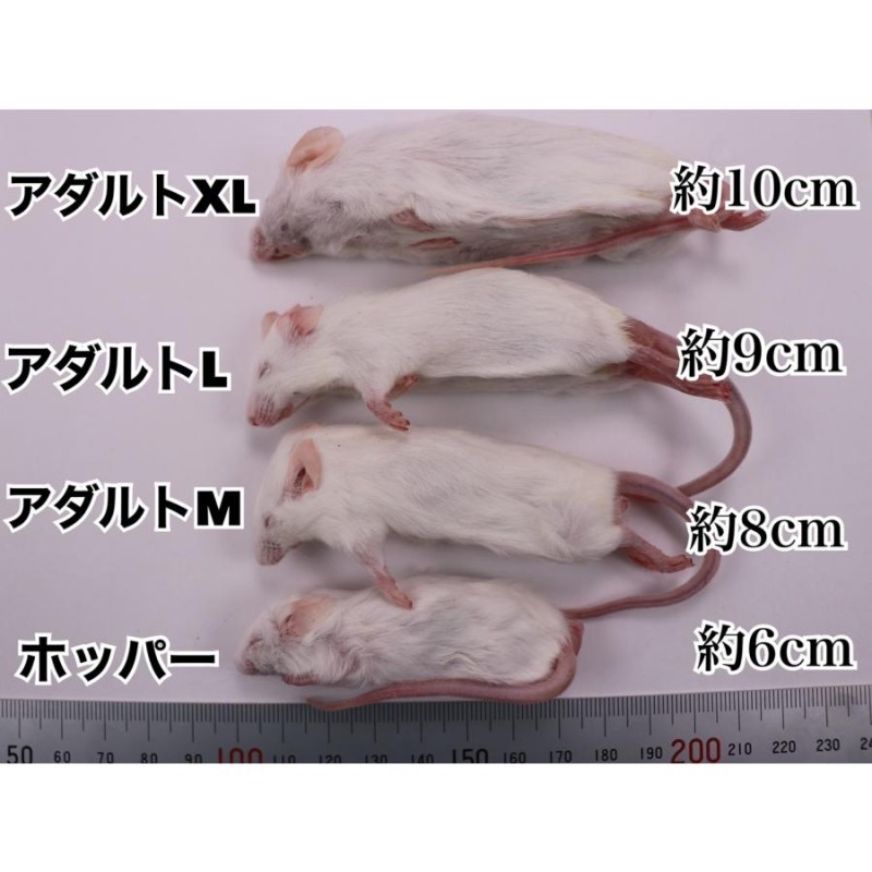 冷凍アダルトマウスL 150匹【専用】