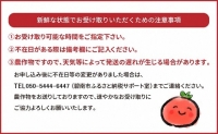 まるでトマトの宝石箱！フルーツジュエリートマト　1.8kg　H004-117