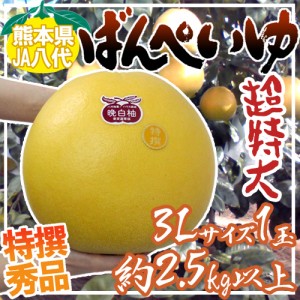 熊本県八代特産 ”晩白柚” ばんぺいゆ 秀品 超特大3Lサイズ 約2.5kg