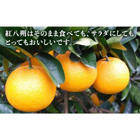 ふるさと納税 糸島産 旬の柑橘詰め合わせセット 糸島市   シーブ 紅八朔 ネーブル はるか [AHC062] 福岡県糸島市