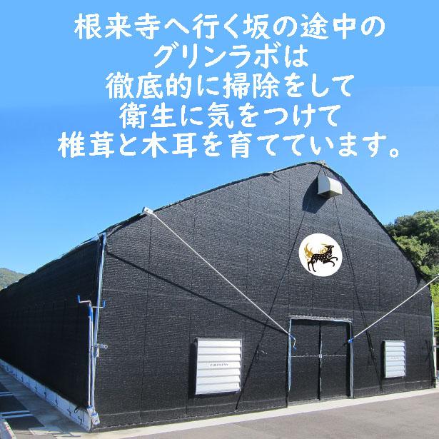 乾燥きくらげ キクラゲ 木耳 スライス10g6袋 和歌山産 賞味期限2023.10.20