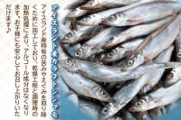  子持ち カラフトシシャモ ２kg (500g×4袋) 訳アリ シシャモ ししゃも カラフトししゃも 大洗 規格外 訳あり わけあり 傷 ヤマイシ アイスランド産