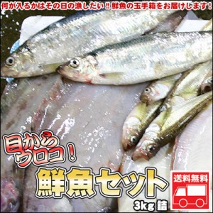 鮮魚セット 居酒屋 活 業務用 北海道産 3kg 送料無料 ※沖縄送料別途加算