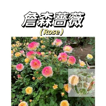 嘉義現貨（詹森爬藤玫瑰種子MG-50）薔薇種子 粉龍沙玫瑰姊妹品種薔薇花種子庭院陽台灑下就能活懶人觀賞花卉花海種子