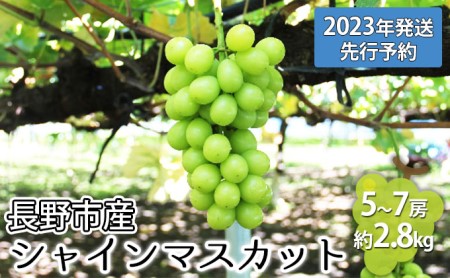 ぶどう 先行予約 長野市産 シャインマスカット 5房 約2.8kg 朝採り 葡萄 ブドウ フルーツ 果物 シャイン マスカット デザート おやつ 信州 2024年秋発