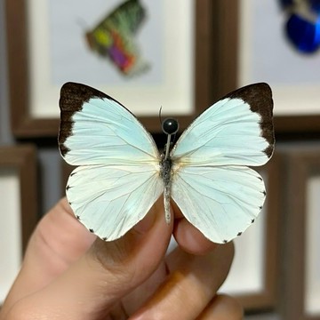 🦋銀青粉蝶🦋蝴蝶 昆蟲 模型 乾貨三角紙包裝 #非活體 #類模型 #藝術品