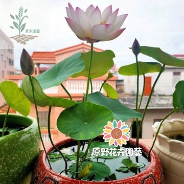 青禾園藝🌷已開口水培碗蓮種子 包對版 全網最多款  3-7天包發芽 新手易種睡蓮花 觀賞花卉種子 水培荷花水生植物種子
