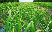 上富良野産 秋のオーガニックお野菜セット