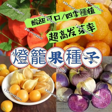現貨🌱爆姑娘果種子（500粒） 燈籠果種子 酸甜可口 四季種植  三色多彩花多果的菇娘果 燈籠果果蔬水果種子 盆栽包發芽
