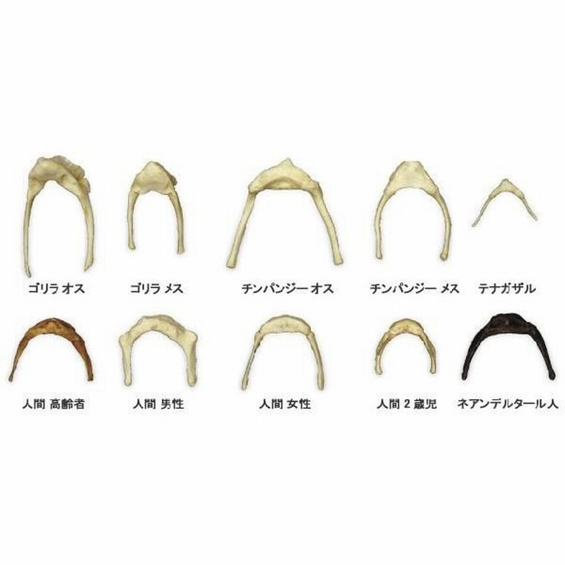 舗 世界基準 3Bサイエンフィティック社婦人科診察シミュレーター