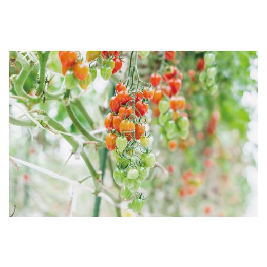 ふるさと納税 長崎県 島原市 AF016 朝採れミニトマト どっさり！トマトベリー 3kg