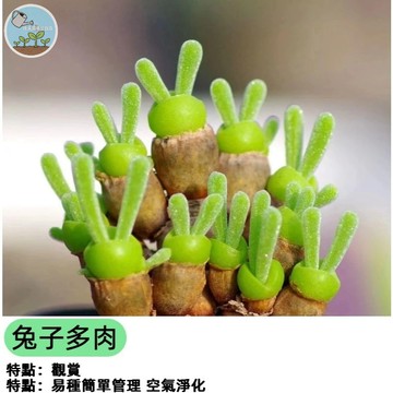 兔子多肉種子 月兔耳種子 多肉植物種子 新手好種 室內盆栽 療癒小物 辦公室綠化 窗台佈置 萌系植物