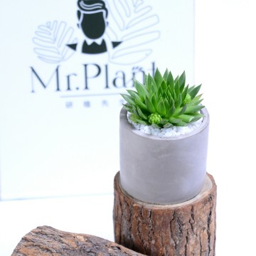 【拈花x研植】刺蝟卷娟│3吋水泥盆│窗邊植物│新手植物│淨化空氣│招財植物│觀葉植物│質感盆栽