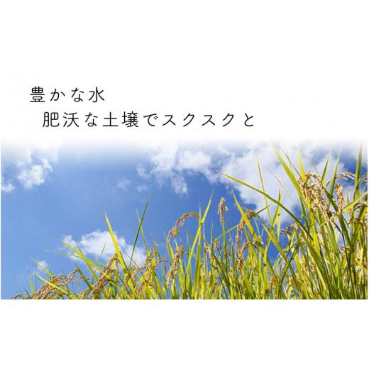 ふるさと納税 福井県 坂井市 [D-2912_01] ワンランク上の無農薬コシヒカリ匠 4kg × 4回 計16kg（白米…