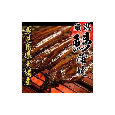 ふるさと納税 うなぎ蒲焼特大2尾（鹿児島県産うなぎ　合計約400g　鰻 のタレ付き） 期間限定 で味わう鹿児島県産 うなぎ を 冷凍 でお.. 鹿児島県いちき串木野市