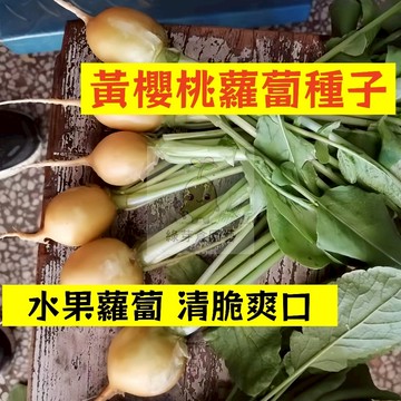 🌱【現貨-隔日到店】🥕黃櫻桃蘿蔔種子 LB-3 四季 早熟 高產 水果小蘿蔔 沾土就活 菜頭 田園庭院盆栽蔬菜種子