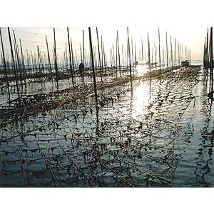 牡蠣醤油味のり×2袋(北海道厚岸産)カキの旨味成分を抽出したこだわりのかき醤油で味付け海苔本来の香りです