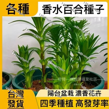 現貨💥【精選特級香水百合種子】（250粒）四季開花 好養易活 盆栽室內花植物花苗 濃香百合花種子 室內花卉種子