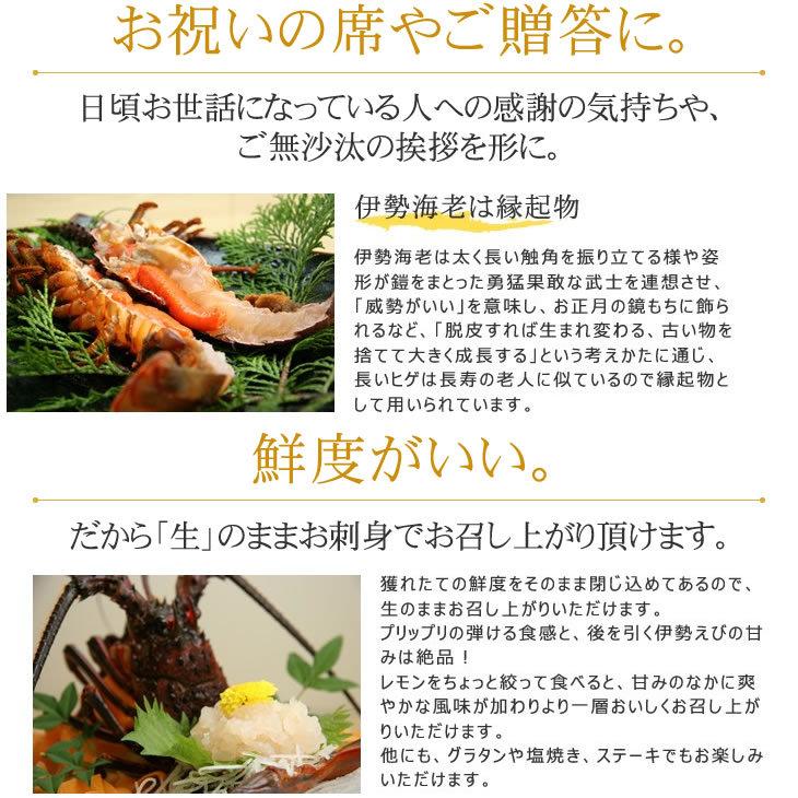 送料無料　刺身用冷凍伊勢海老　特大サイズ　1kｇ　2尾入（活〆冷凍）