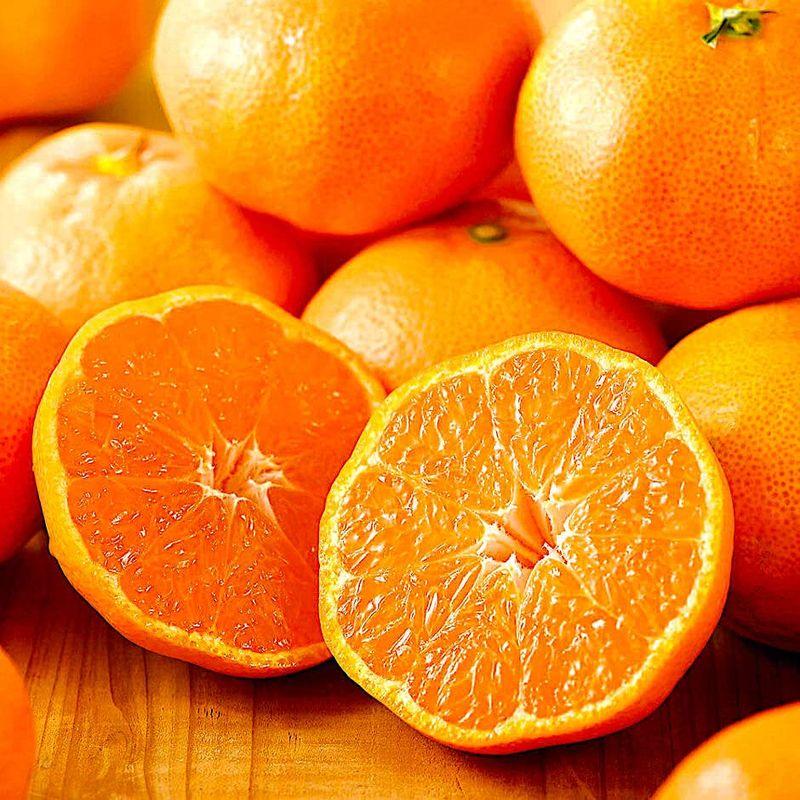 気軽に 「温州みかん」 約５kg 世界が驚く「Japanese Orange」の美味し ...