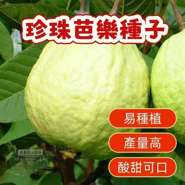 🌷珍珠芭樂種子 紅心芭樂西瓜芭樂土芭樂珍珠芭樂番石榴種子芭樂樹種子多年生特色水果種子