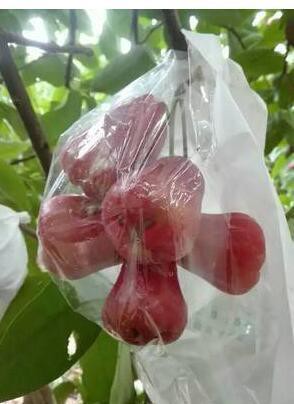 免運~全網最低價~蓮霧套袋 蓮霧專用日光袋 半透明蓮霧套袋專用袋荔枝套袋水果 專用袋