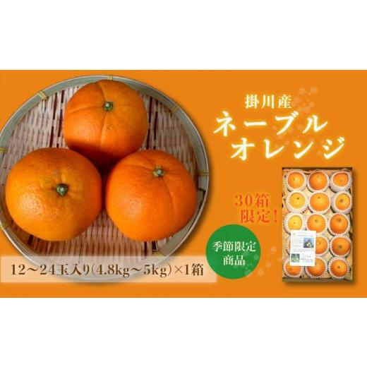 ふるさと納税 静岡県 掛川市 ５２０２　掛川産ネーブルオレンジ（１２から２４玉・約4.８ｋｇ〜5ｋｇ）×１箱　令和６年1月中旬からの発送です（ギフト）マル…