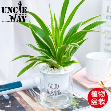自動給水花盆懶人花盆多肉盆栽多肉植物花盆盆栽棉繩吸水盆儲水多肉植物水培植物綠植花盆推薦 蝦皮商城
