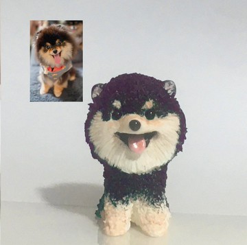 客訂5公分黑色小博美