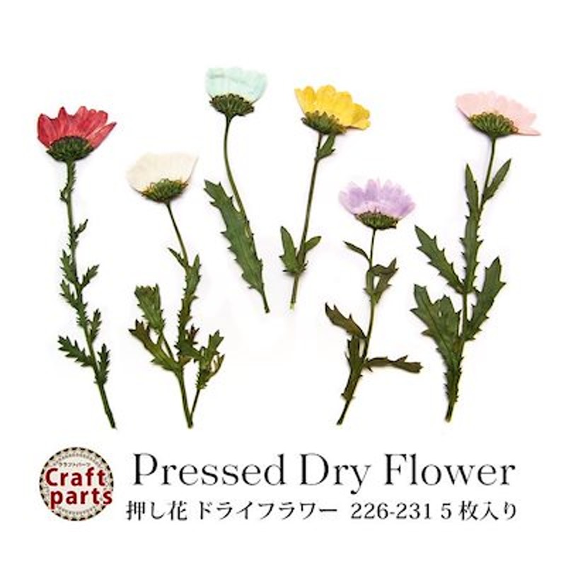 押し花 ドライフラワー 226 231 各種 5枚入り 押し花 素材 ネイル レジン ドライフラワー 封入 材料 植物 花びら 花弁 キク 菊 ノースポール ピアス イヤリング アクセサリー クラフト 通販 Lineポイント最大1 0 Get Lineショッピング