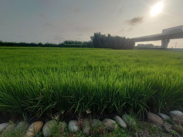 ✨ 南安珍稀甲建250靜巷•隱境✨｜台中市大安區南安段