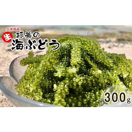 ふるさと納税 球美の”生”海ぶどう（100g×3個） 沖縄県久米島町