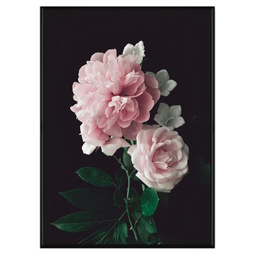 雍容華貴•牡丹I 粉色花卉藝術掛畫  42 x 59.4cm  黑色