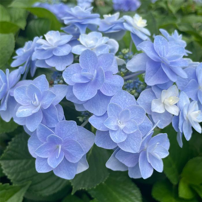 TUTIE.×BB LUCK】コサージュ 紫陽花【0623AS-29096】