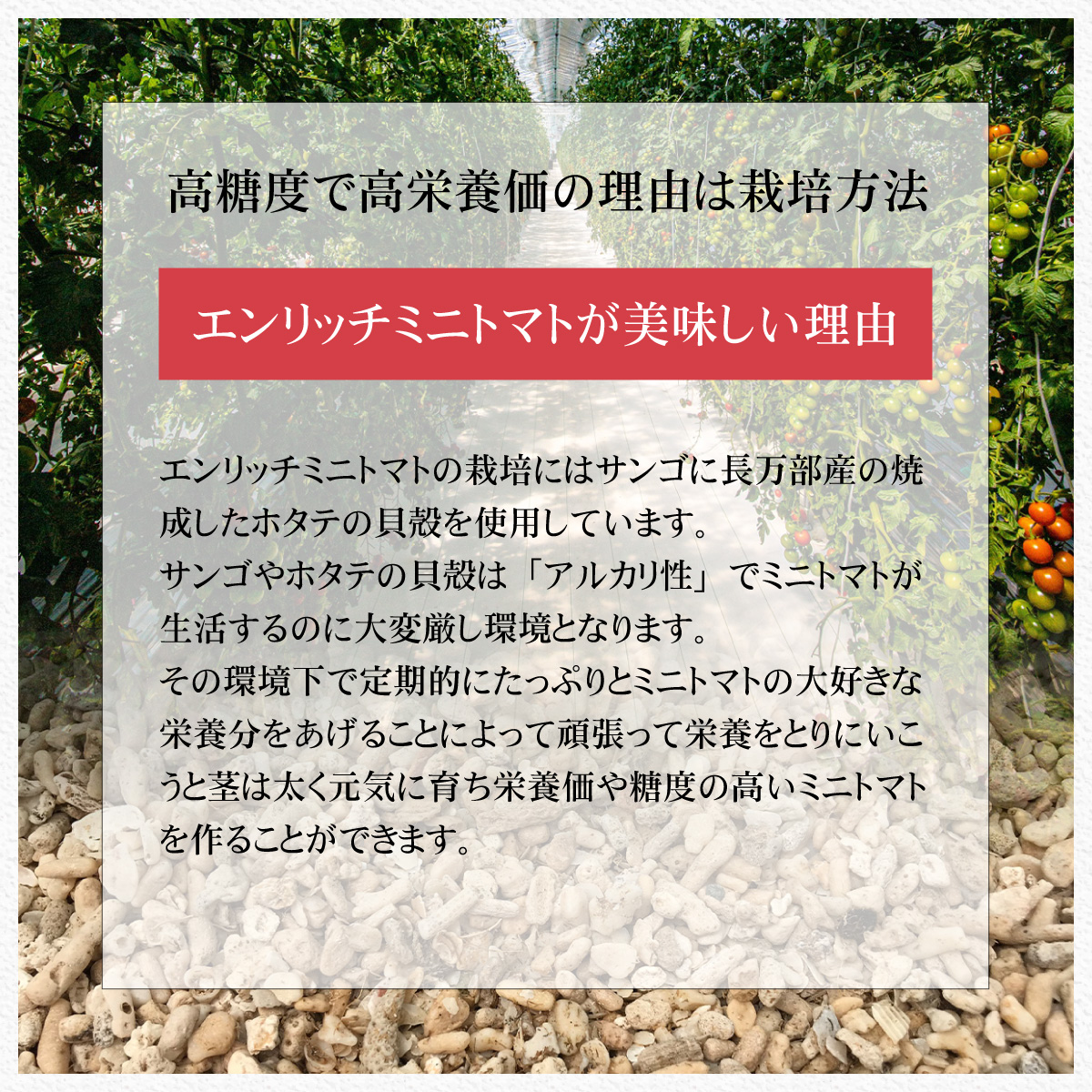 エンリッチミニトマト 1kg箱 送料無料 高糖度 高リコピン 高GABA 北海道 長万部 ギフト プレゼント 贈答品