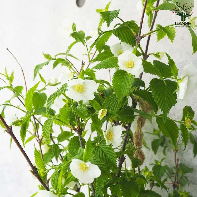 白　ヤマブキ　１歳くらい　苗一本　挿し穂おまけ付き 白山吹(シロヤマブキ) 根巻大苗【庭木／1個売り】 | LINE