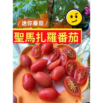 迷你聖馬札羅番茄種子 高發芽率稀有蕃茄種子家庭蔬菜種子#tomato  家庭菜園 DIY種植 易栽種 高產量 甜度高