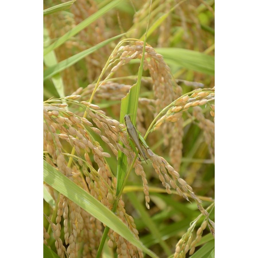 特別栽培米　コシヒカリ　玄米 2kg
