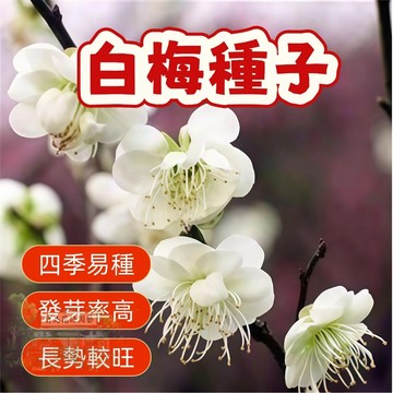 🌱精選種子 白梅種子 梅花種子 台灣現貨現發  易種植 花卉種子  發芽率高 庭院盆栽 耐寒 觀賞花卉