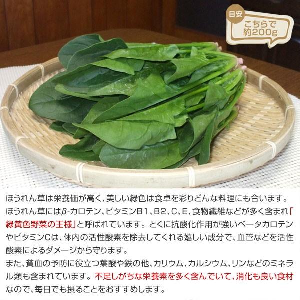 産地直送！ 和歌山産 ほうれん草 200g ■期日指定不可・翌日受取限定：お届け時間帯ご注意ください■