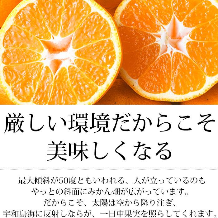 みかん 愛媛県産 玉津みかん 良品 約3kg M〜Lサイズ 24〜30個