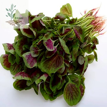 青禾園藝（紅莧菜種子）紅鳳菜圓葉血皮菜種子~汗菜種子~綠莧菜種子·野菜種子~耐熱速生蔬菜種子#農家菜園自留種