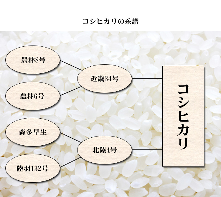 新米 米 白米 2kg コシヒカリ 愛知県産 令和5年産 コシヒカリ お米 2キロ 巣ごもり 安い