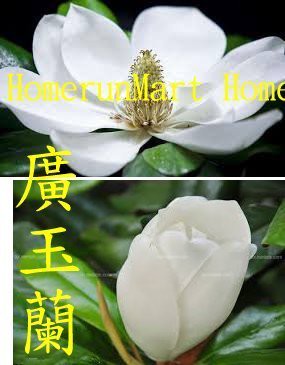 Iyk廣玉蘭種子100粒黃玉蘭種子紫玉蘭花種子白玉蘭花種子木