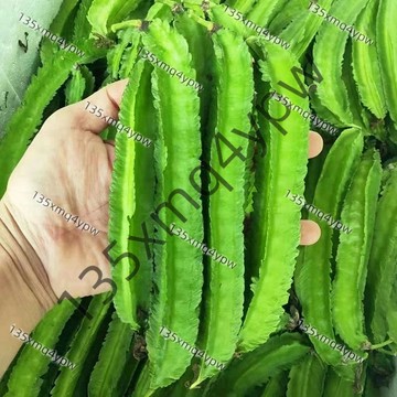 台灣 現貨 四棱豆種子（25粒）高產四棱豆種子 翼豆 巴布豆 四季豆 新手易種 高產種子 四季播種 農家盆栽 蔬菜種子