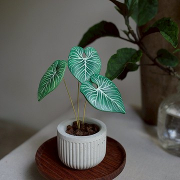 皇火鶴皮革盆栽