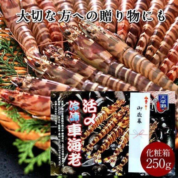 えび 車海老 お刺身用 活〆冷凍 車えび ML 250g[8-12尾] 熊本県天草 大矢野島 高級クルマエビ 生きたまま 生 急速冷凍［お歳暮 2023 ギフト 御歳暮］