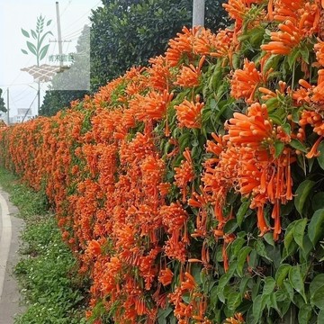 青禾園藝（炮仗花種子） 四季種植 盆栽炮仗花卉 耐熱耐寒 四季好癢 土培 庭院盆栽花卉種子 超低價