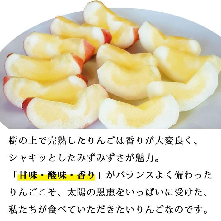 フルーツ りんご 10kg 大玉 贈答用 約36玉 ふじりんご 12月発送予定 山形県産 送料無料 蜜入り