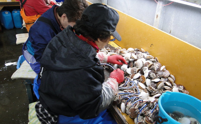 北海道 豊浦町 殻付き 三年貝 ホタテ 4kg ×2箱 ほたて 貝 海鮮 海 帆立 噴火湾